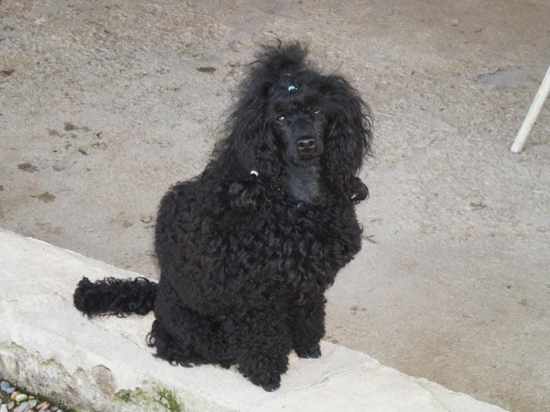 Greko du clos chanturgue