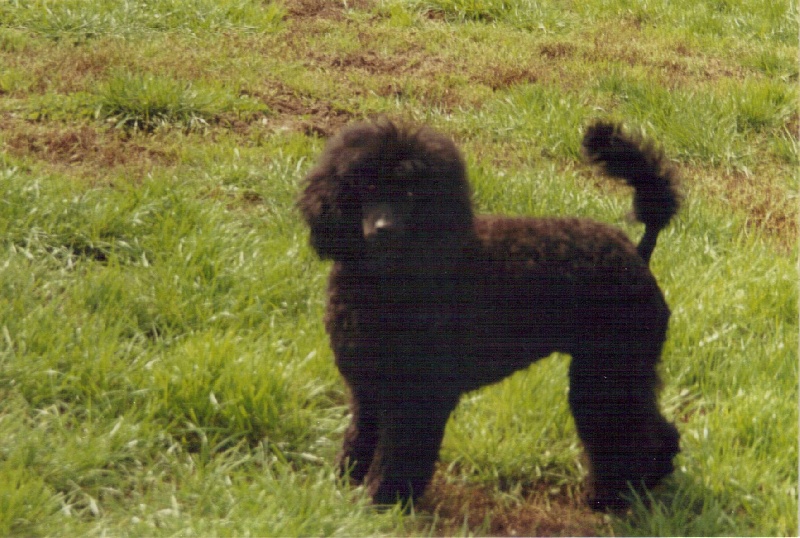 Puppies