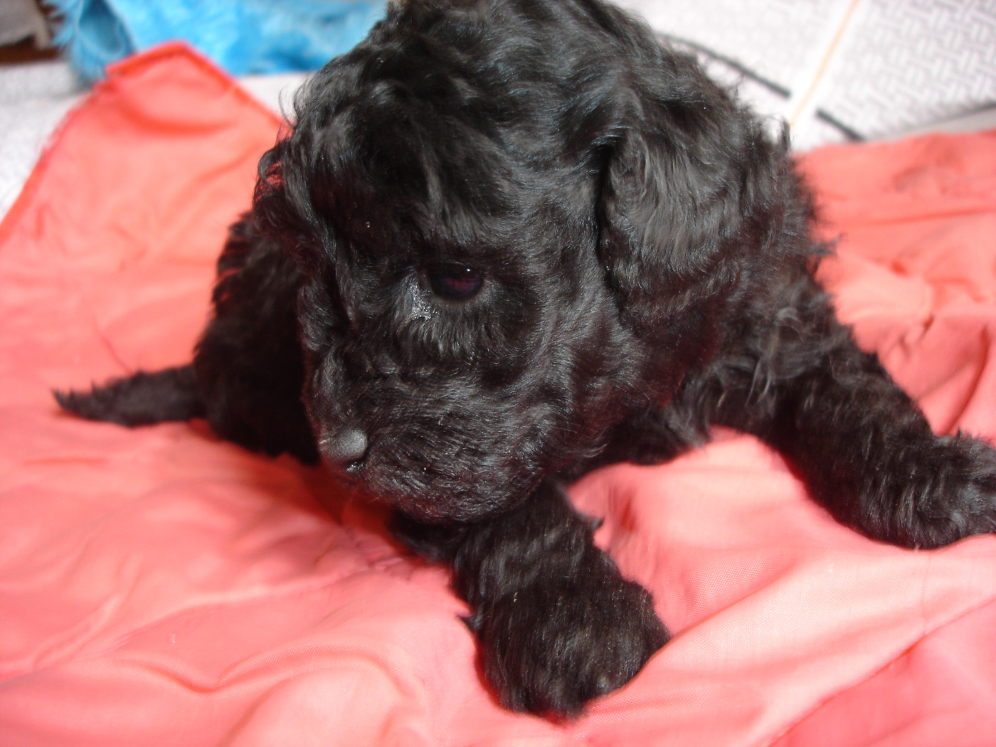 du clos chanturgue - Chiots disponibles - Caniche