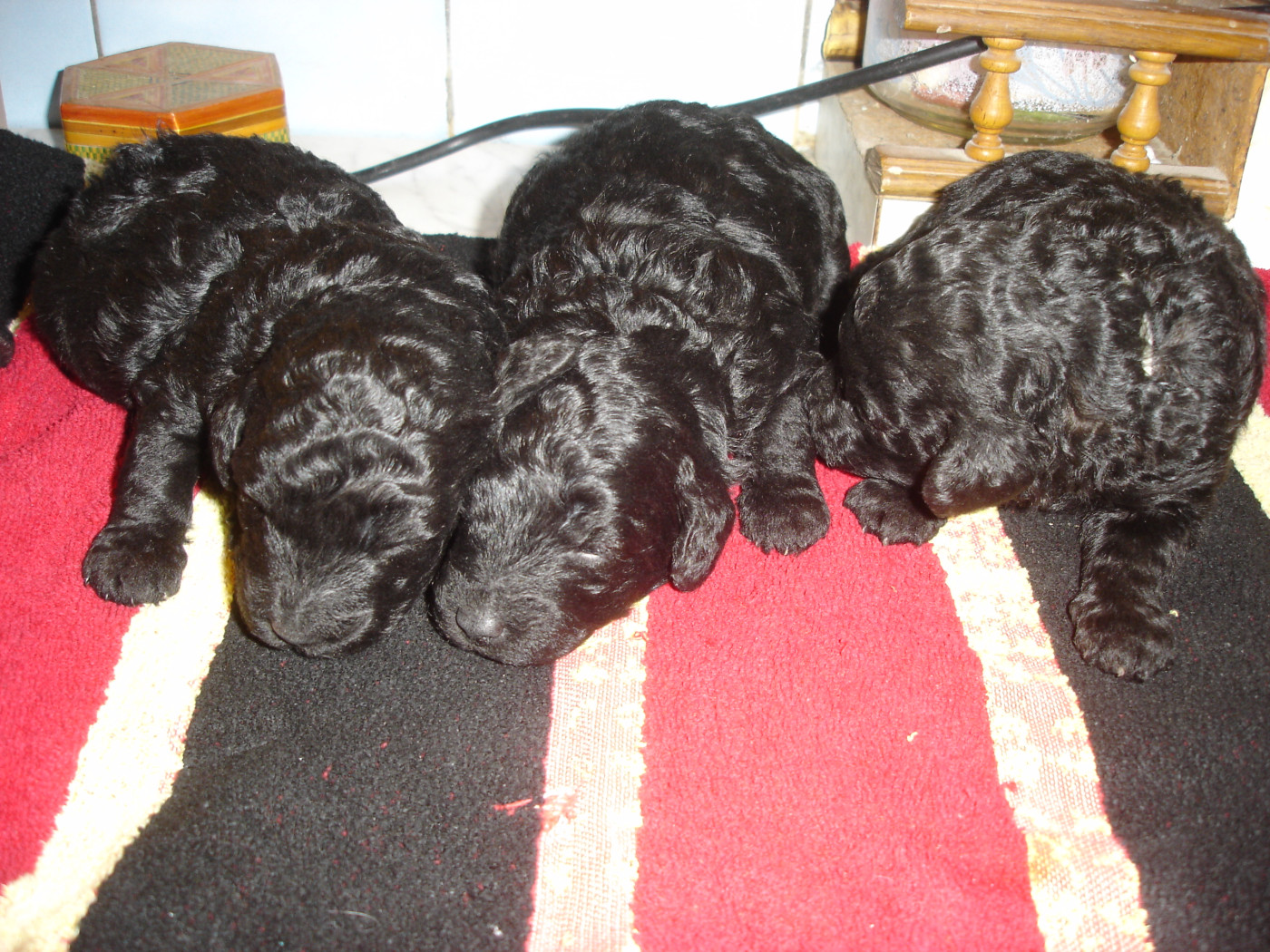 du clos chanturgue - Chiots disponibles - Caniche