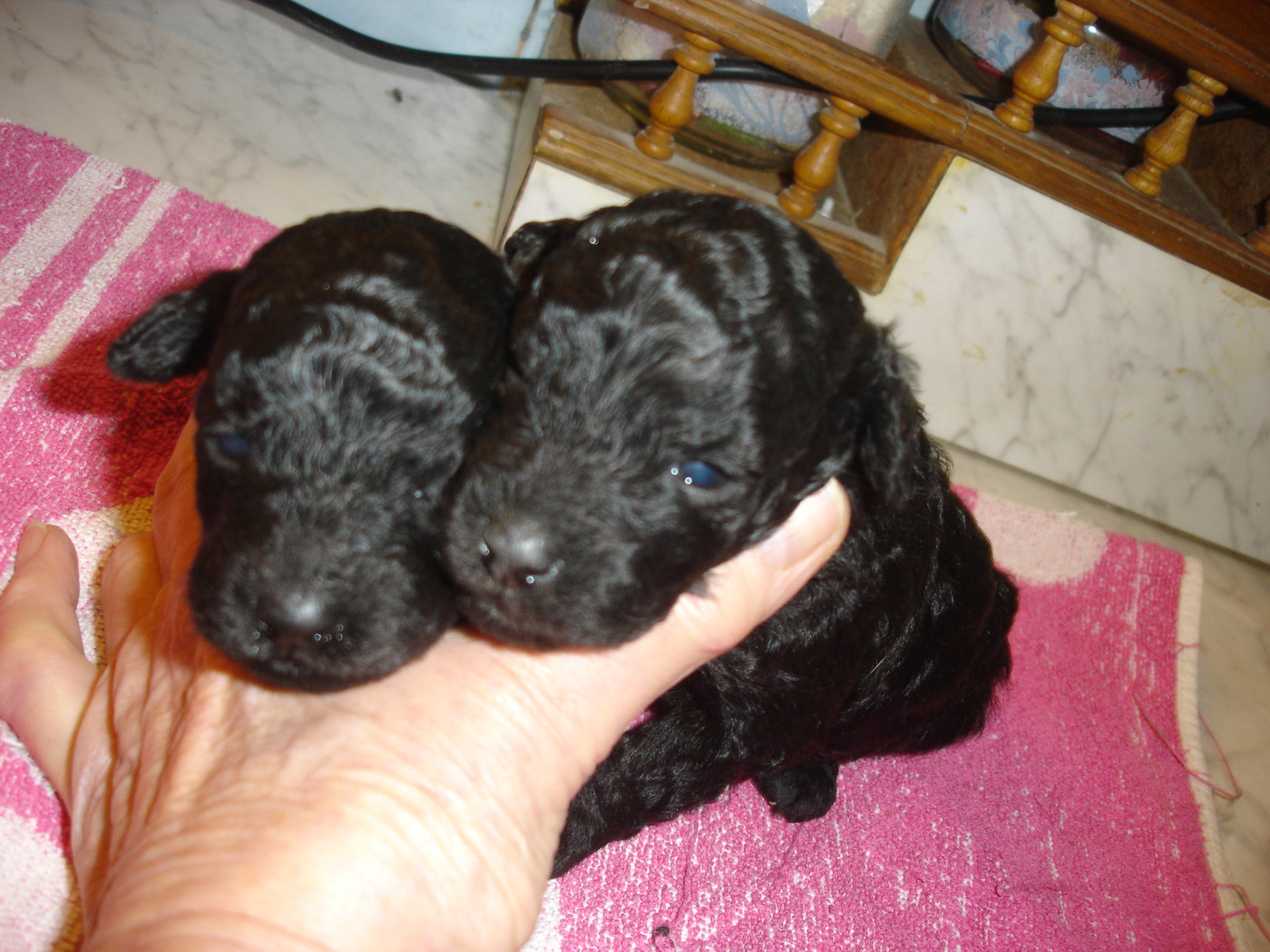 du clos chanturgue - Chiots disponibles - Caniche