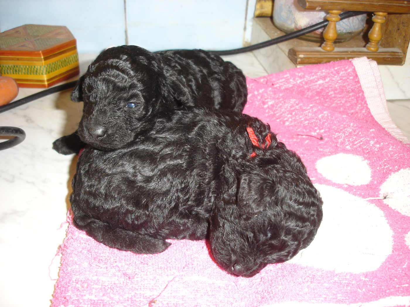 du clos chanturgue - Chiots disponibles - Caniche