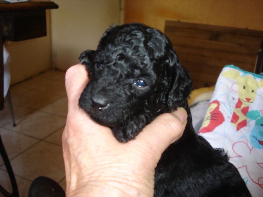 du clos chanturgue - Chiots disponibles - Caniche