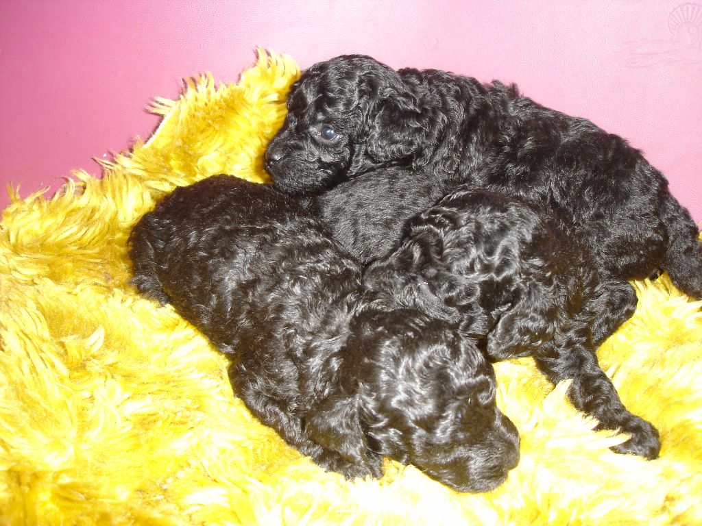 du clos chanturgue - Chiots disponibles - Caniche
