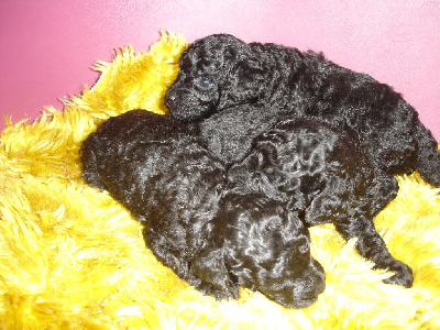 CHIOT 4