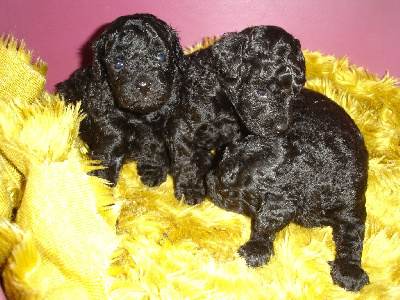 CHIOT 3