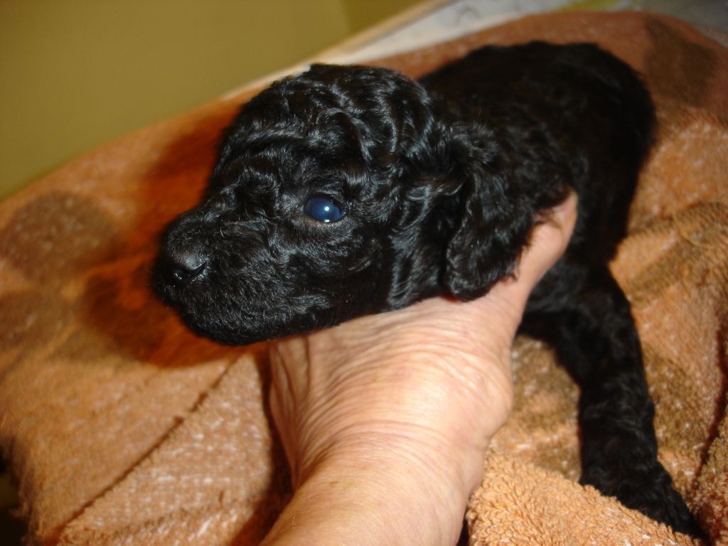 du clos chanturgue - Chiots disponibles - Caniche