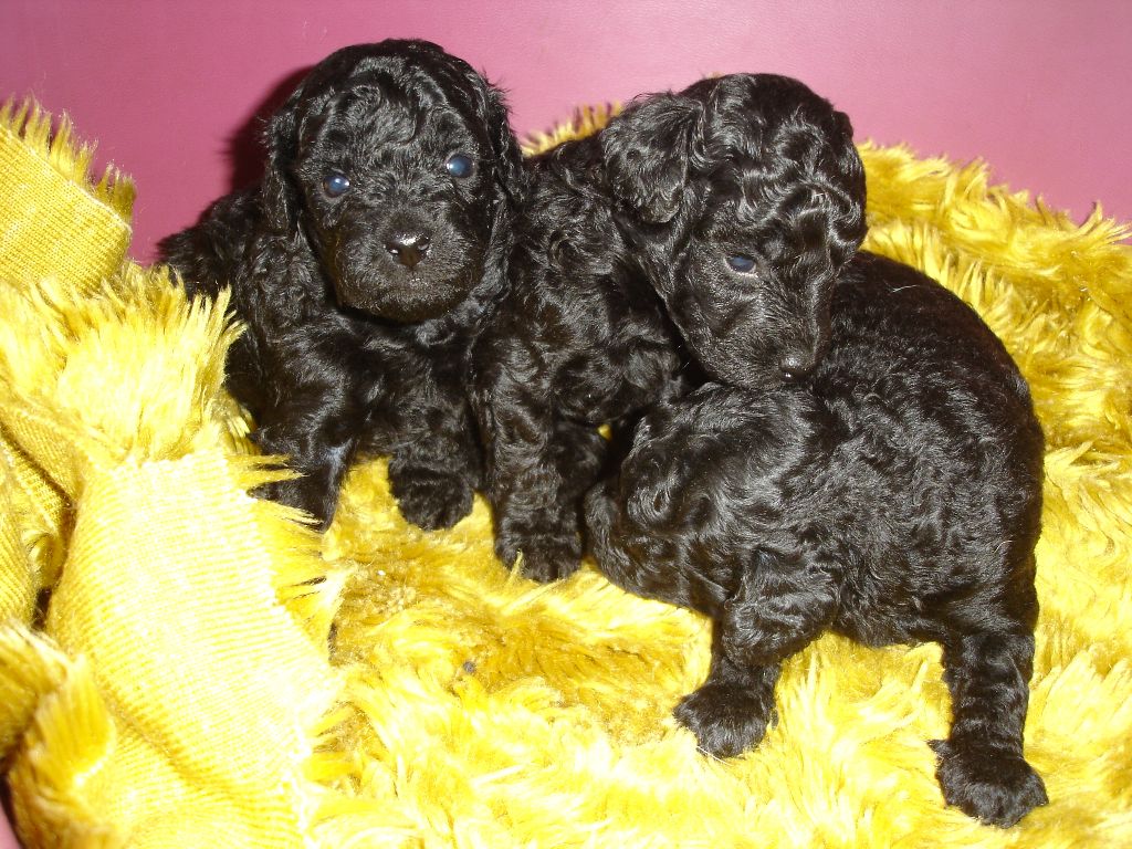 du clos chanturgue - Chiots disponibles - Caniche